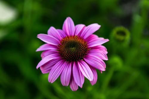 purple-pink daisy